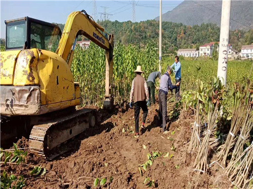 慈利縣九九農(nóng)業(yè)開(kāi)發(fā)有限公司,張家界粘木苗銷(xiāo)售,杜仲種植,苗木銷(xiāo)售